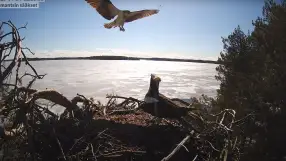 North Karelia, Ilomantsi, Osprey Nest
