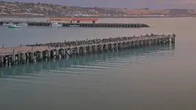 Otago Shag Colony