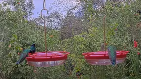 Hummingbird, Santuario de colibríes