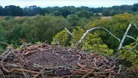 Poole Harbour Osprey Nest