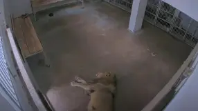Riga Zoo - Lions