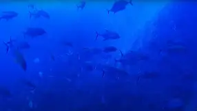 Seabed from the Nautilus ship