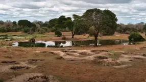 Tembe Elephant Park