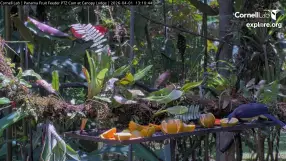 Tropical Birds