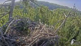 White-tailed eagle nest