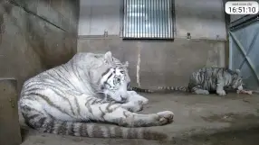 White tigers
