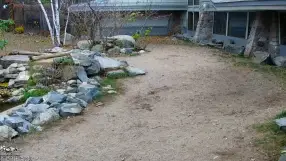 Wolf Center in Ely