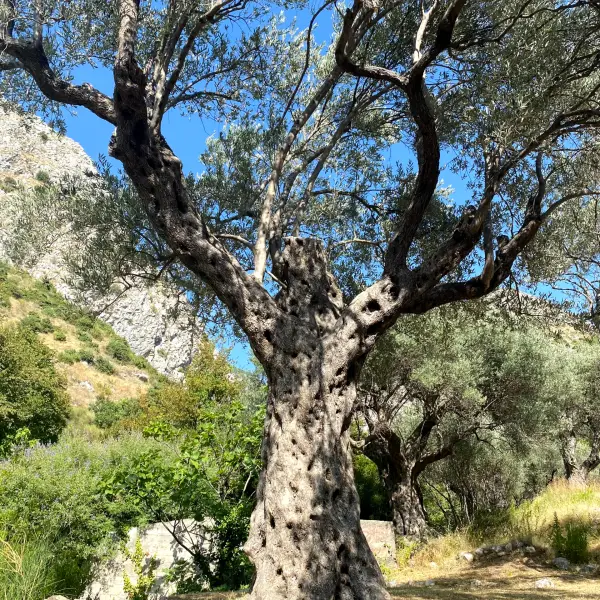 Olive Plantation - photo 2