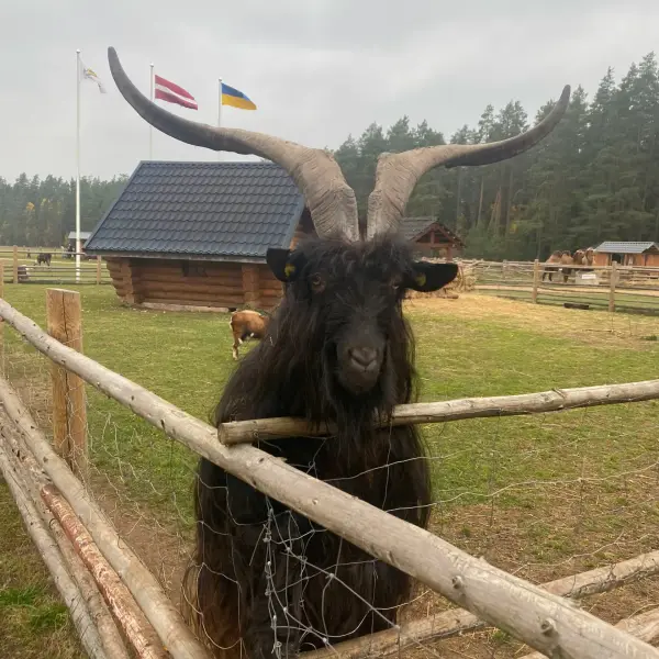 Zoo Rakši - photo 3