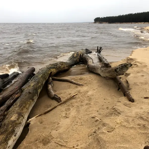 The mouth of the Gauja River - photo 1