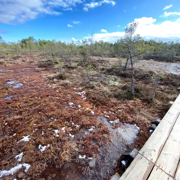 Cena Swamp Trail - photo 5