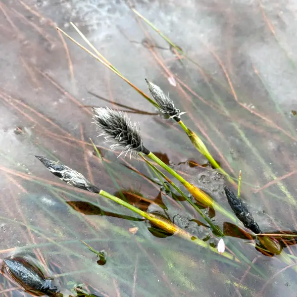 Cena Swamp Trail - photo 4