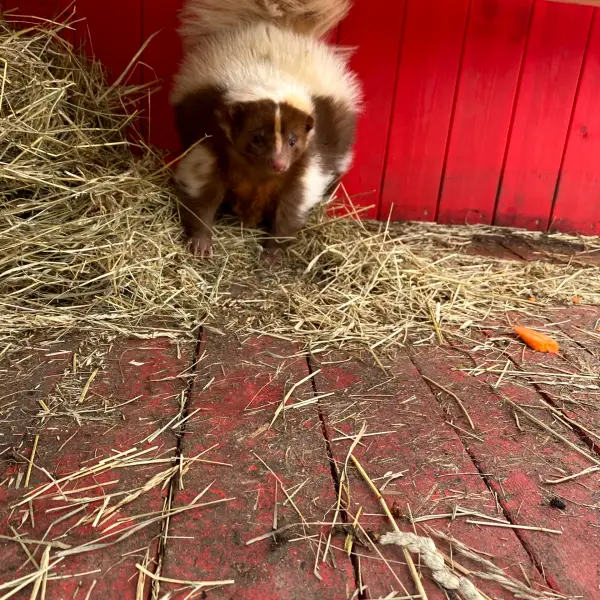Petting Zoo Rezidence - photo 2