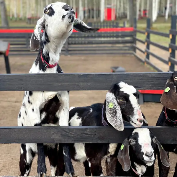Petting Zoo Rezidence - photo 4