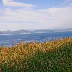 Royal Albatros – Kepala Taiaroa thumbnail