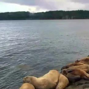 Hanson Island, Sea Lion Beach thumbnail