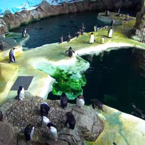 Pingüino del zoo de Kansas City miniatura