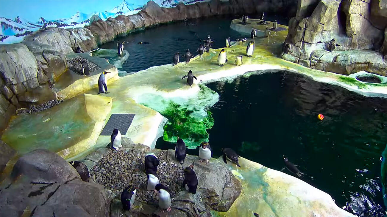 Kansas City Zoo Penguin - Live Webcam in USA 🎦