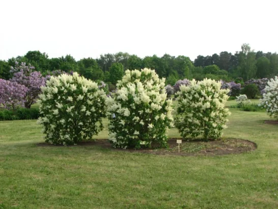 Peteris Upits Garden and Museum