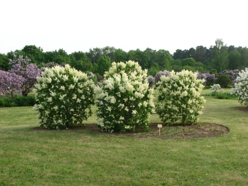 Peteris Upits Garden and Museum