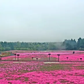 富士芝桜まつり サムネイル