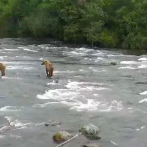 Taman Nasional Katmai, Beruang thumbnail