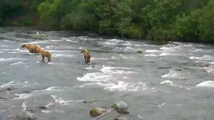 Национальный заказник Катмай, медведи картинка