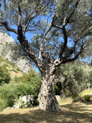 Olive Plantation