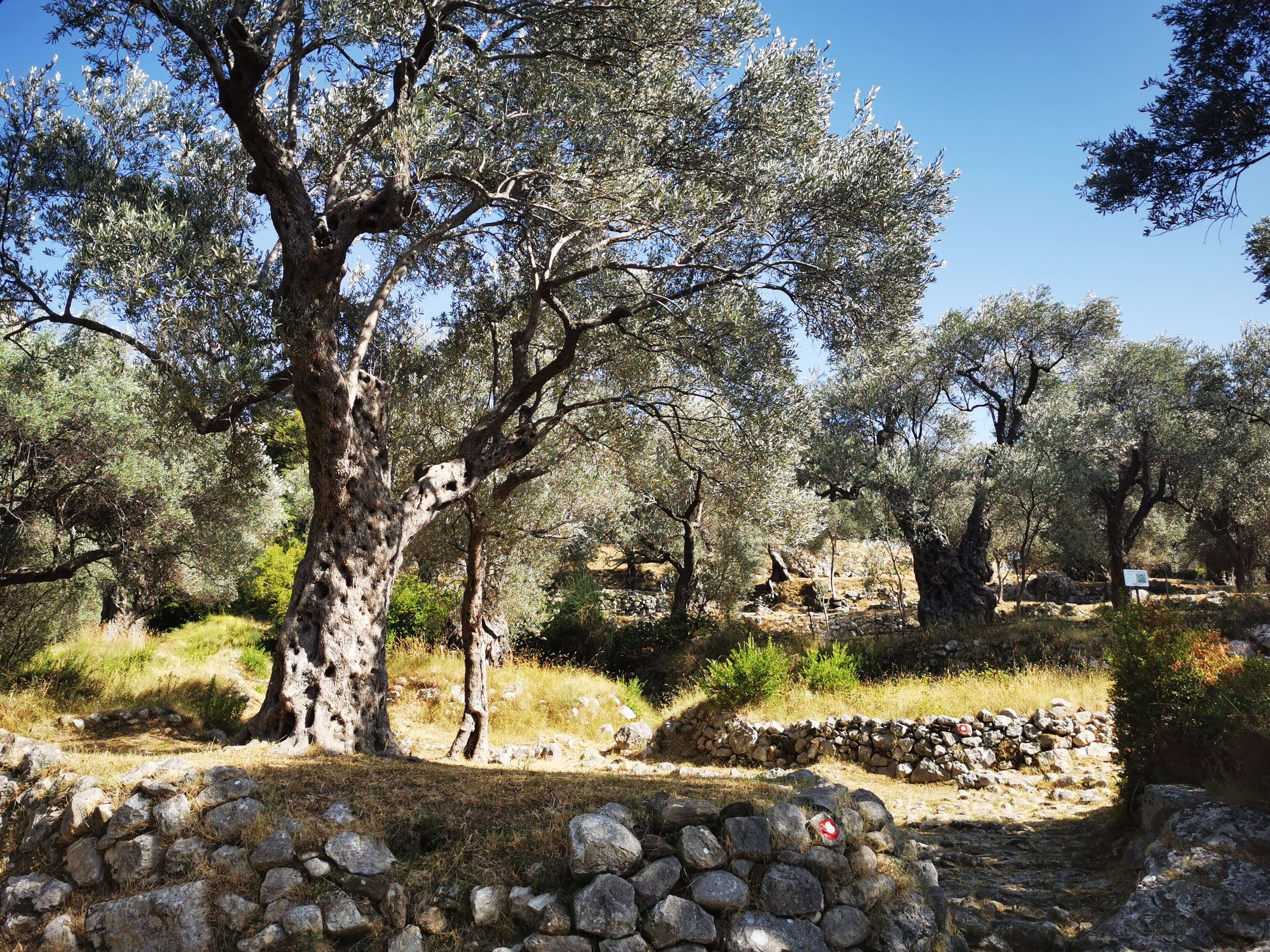 montenegro-old-bar-olive