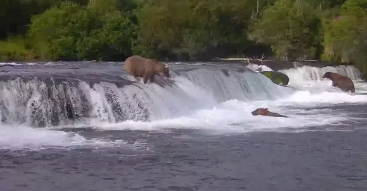 Alaska – Brooks Falls Brown Bears thumbnail