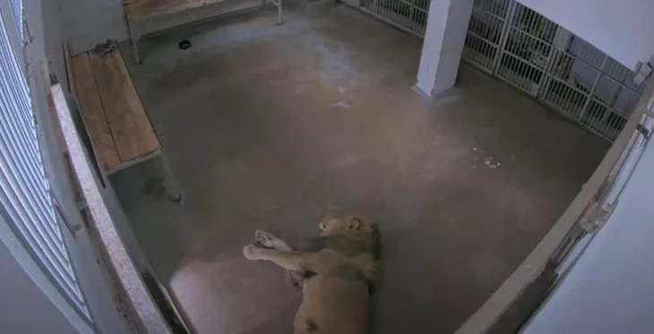 リガ動物園 – ライオン サムネイル