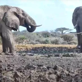 Kenya – Lodge Africa Wildlife thumbnail