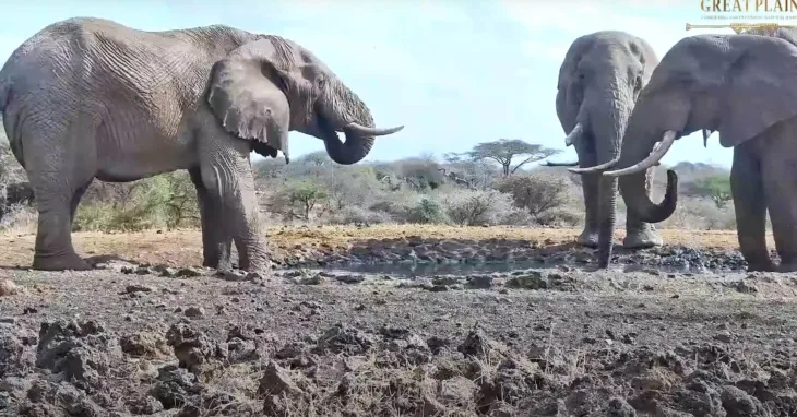 ケニア – ロッジ・アフリカ野生生物 サムネイル