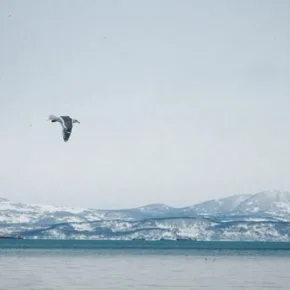 Kamchatka – Teluk Avacha thumbnail