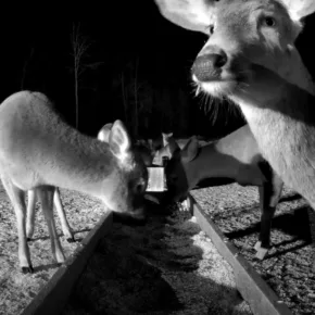 Brownville’s Food Pantry For Deer thumbnail