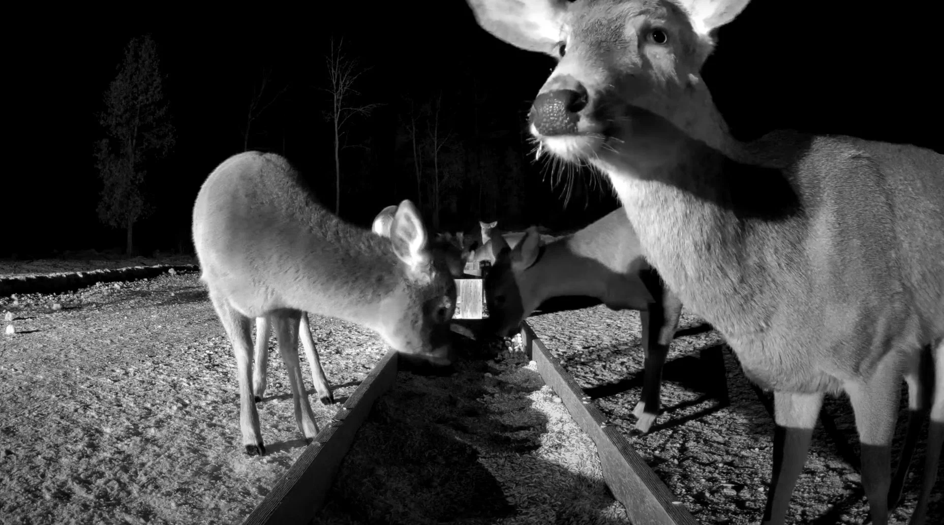 Brownville's Food Pantry For Deer Live Webcam 【 USA
