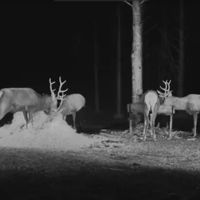 Deer camera in the Tehumardi forests thumbnail