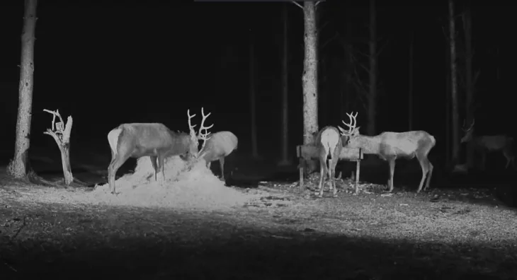 Deer camera in the Tehumardi forests thumbnail