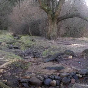 Danish Forest thumbnail