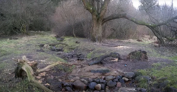 Danish Forest thumbnail