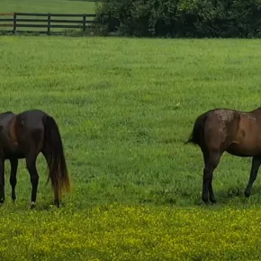 Kentucky Equine Adoption Center thumbnail