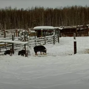 Musk Oxen, Large Animal Research Station thumbnail