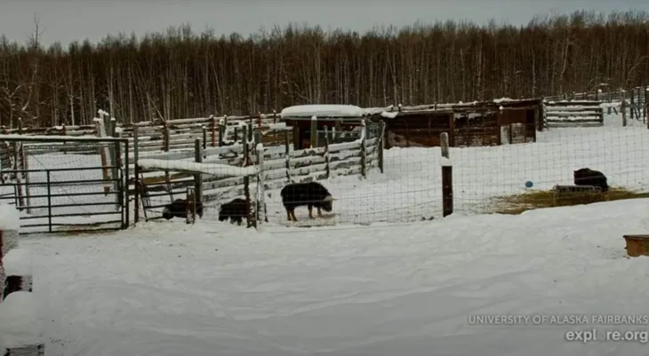 Musk Oxen, Large Animal Research Station thumbnail