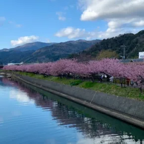 河津川 サムネイル