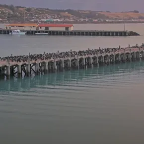 Otago Shag Colony thumbnail