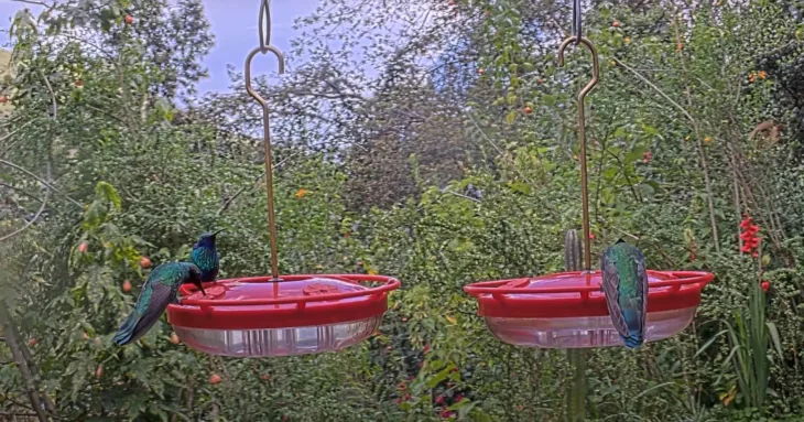 Kolibri, Santuario de colibríes miniatyrbilde