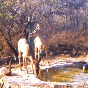 Sierra Gorda, Rancho la Onza thumbnail
