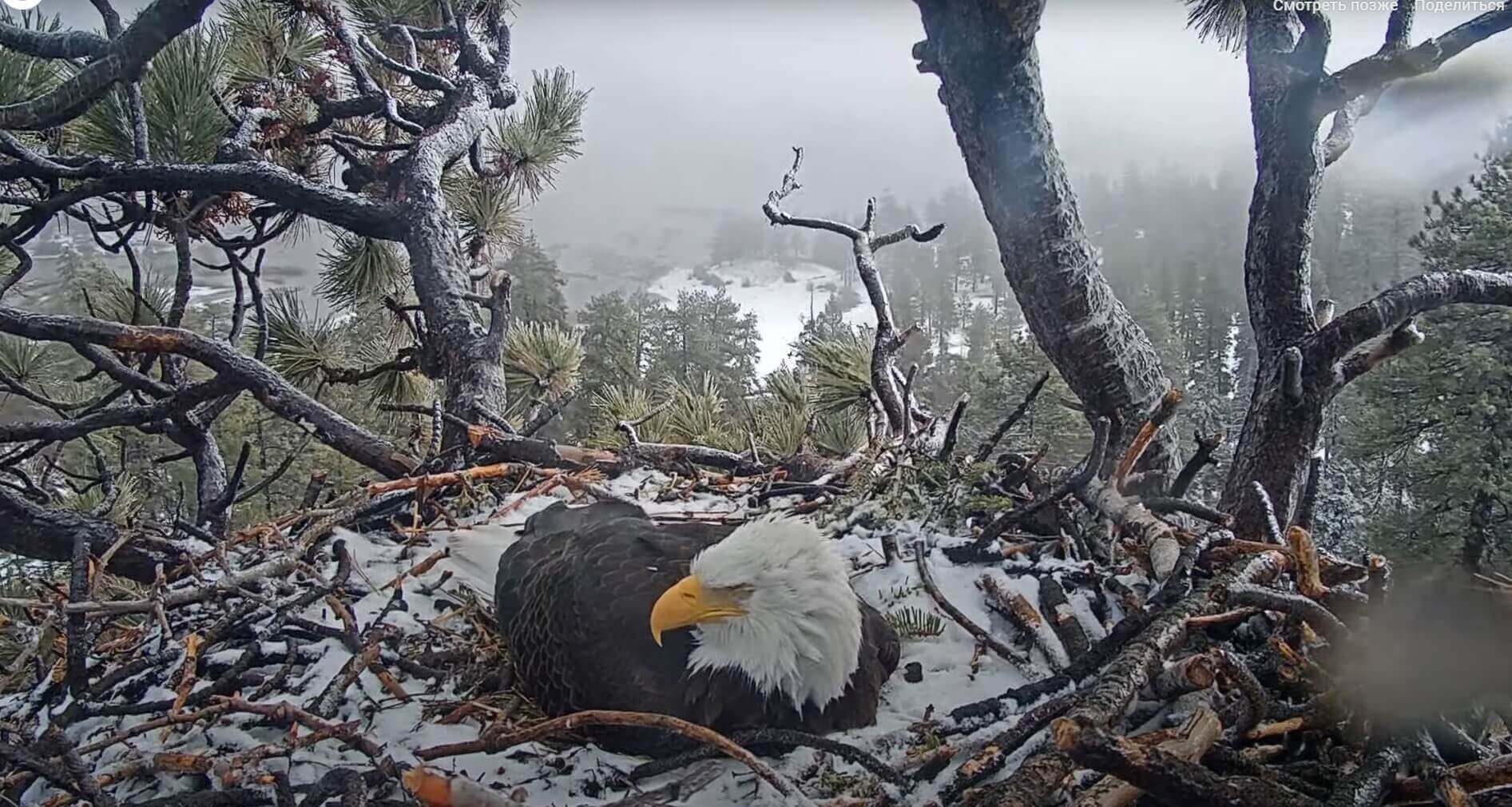 Big Bear Bald Eagle Nest - Live Webcam 【 USA