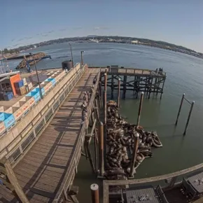 Newport Deniz Aslanları küçük resim