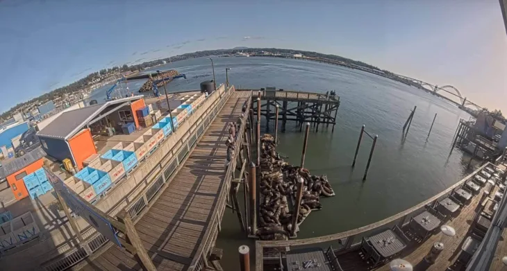Newport Sea Lions miniatyrbilde